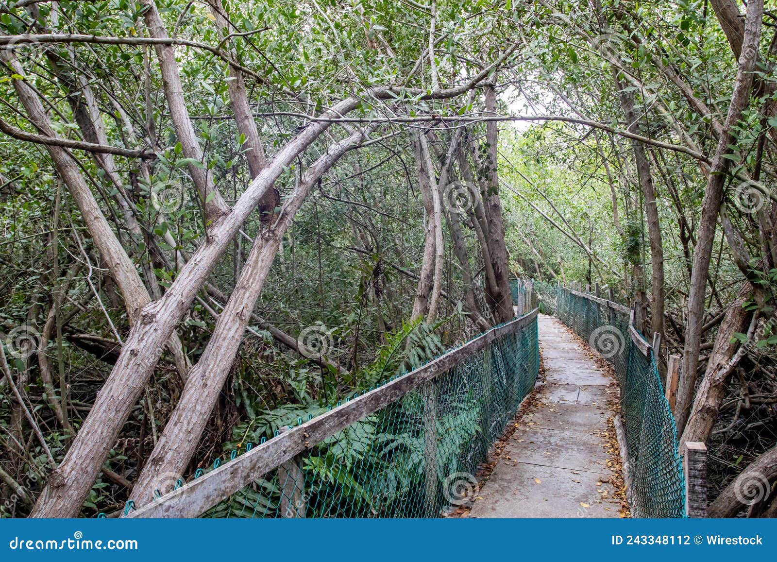 walking path going through green leaved trees in cocodrilario la manzanilla, jalisco, mexico