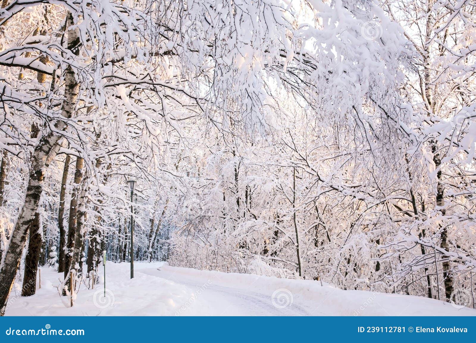 Walking Path with Sloped Snowcovered Trees in the Rays of the Winter