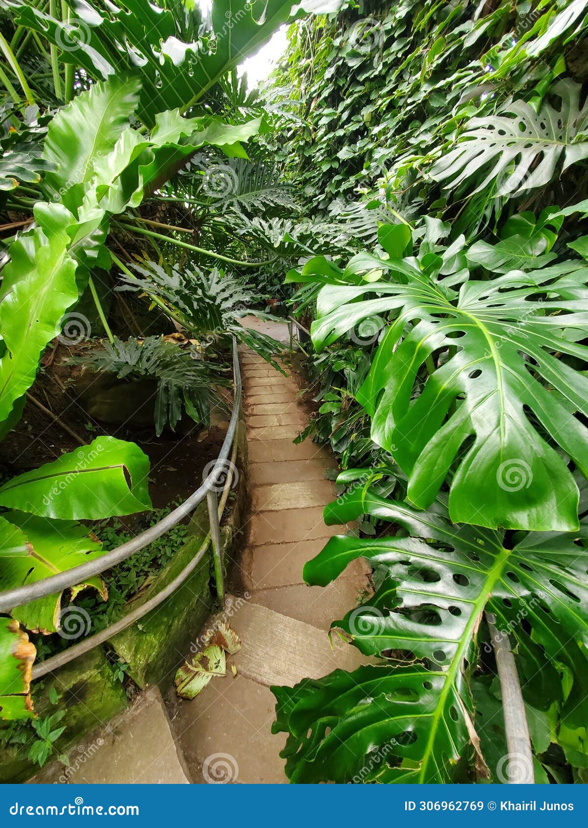 a walking path surrounded by green tropical plants inside of ott's exotics place, schwenksville, pennsylvania