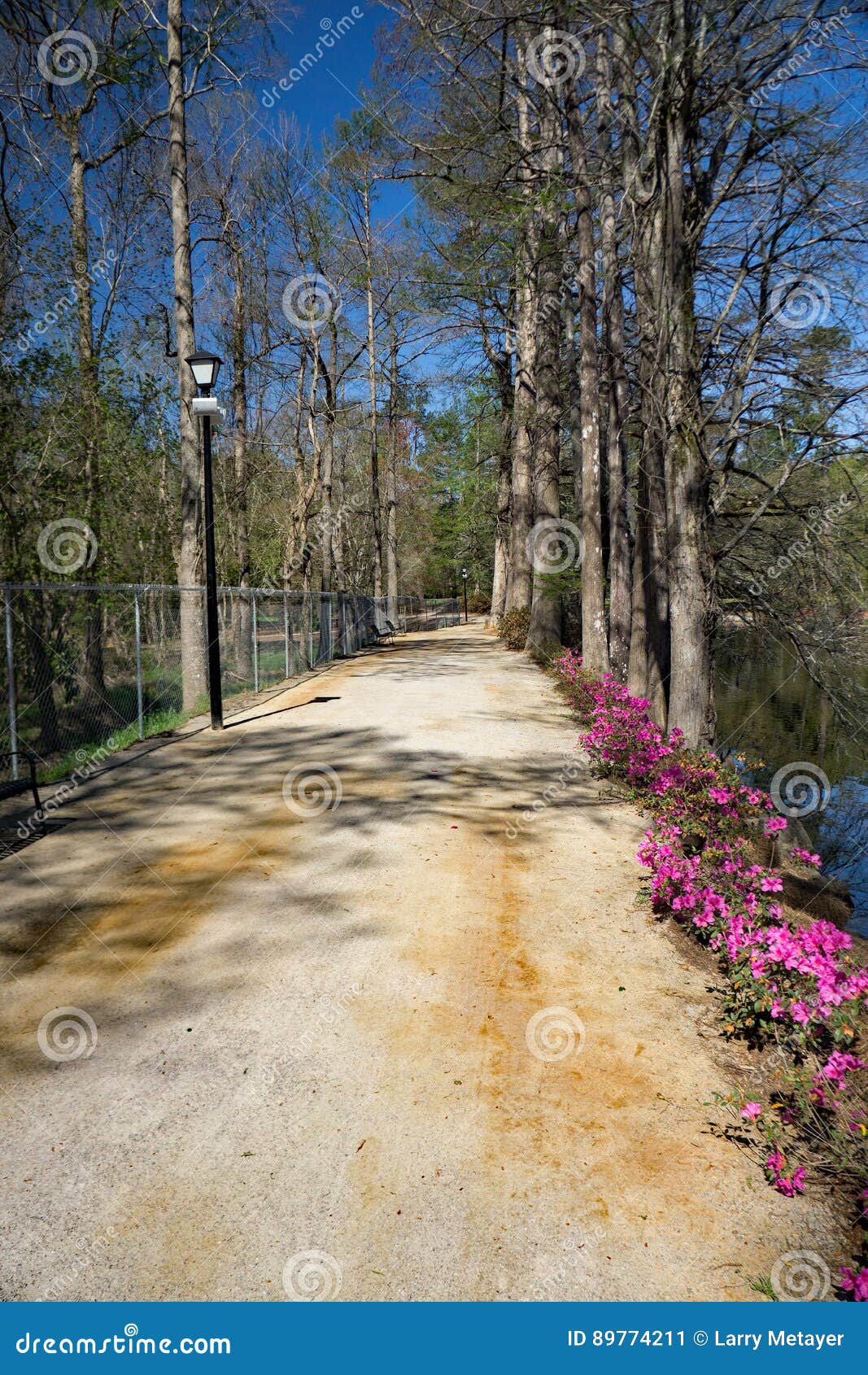 Walking Path At Swan Lake Iris Gardens Sumter Sc Editorial Photo