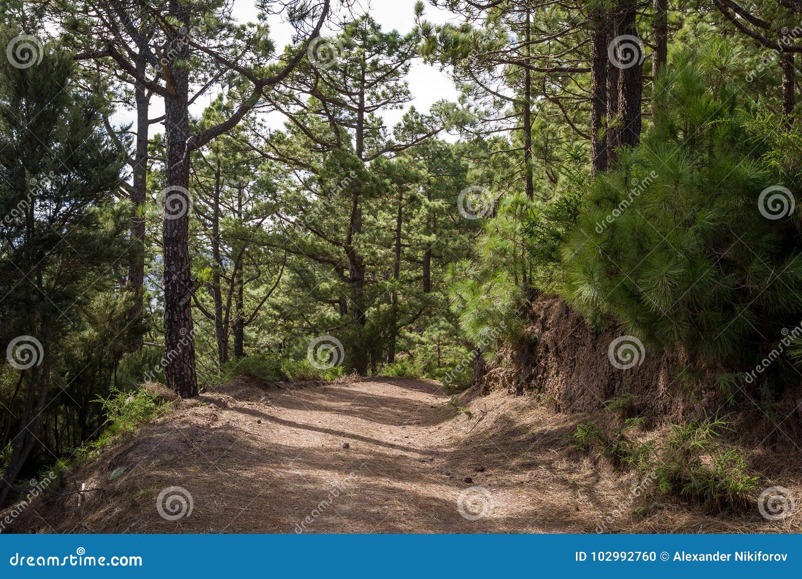 walking paths of la esperanza forest, canary islands