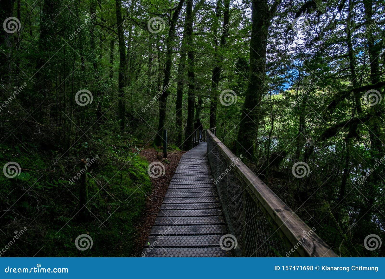 a walking pathway in the green forest. matte dark green photo effect. i