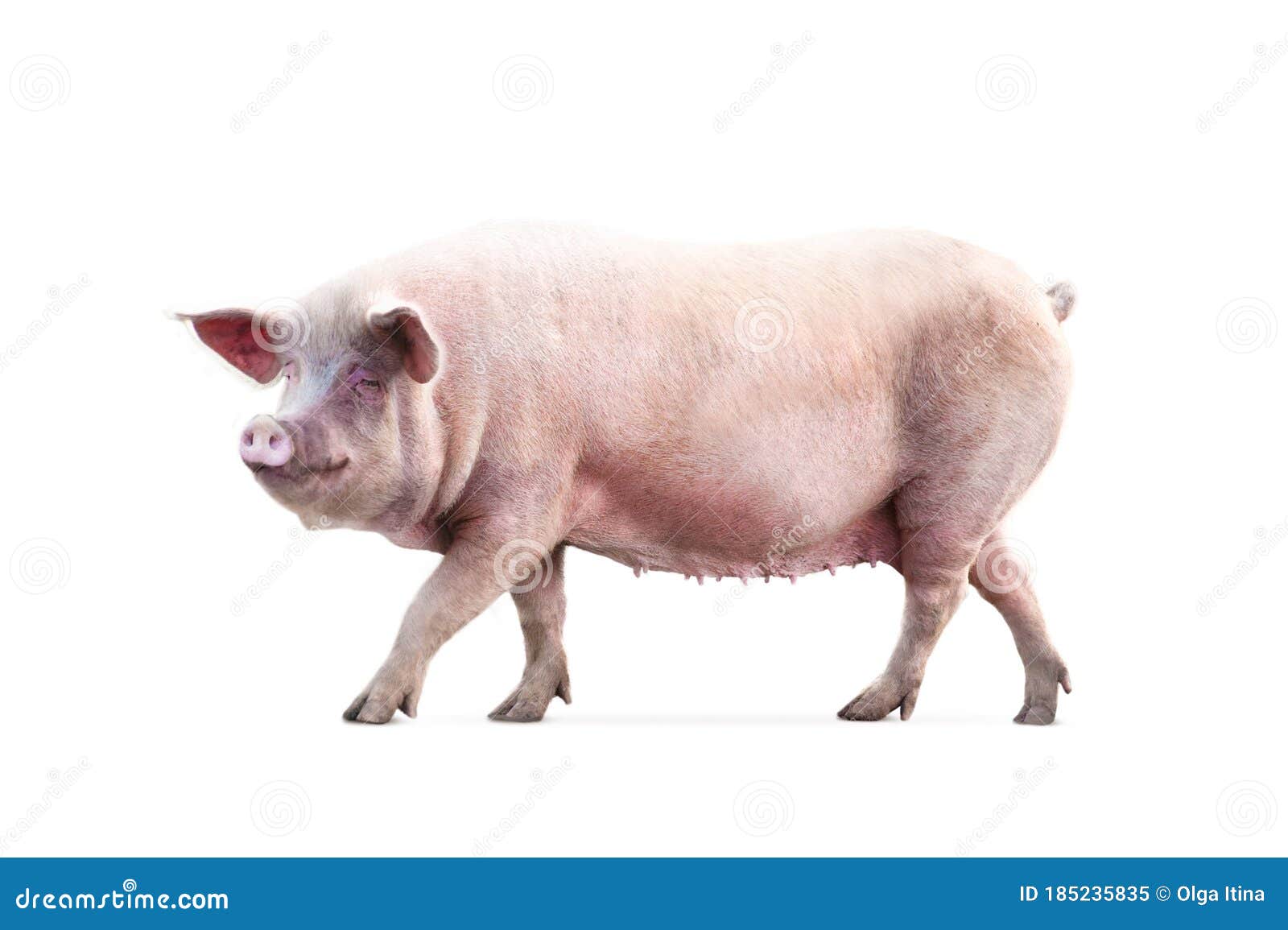 Walking Pig Isolated on White Background Stock Image Image of farm