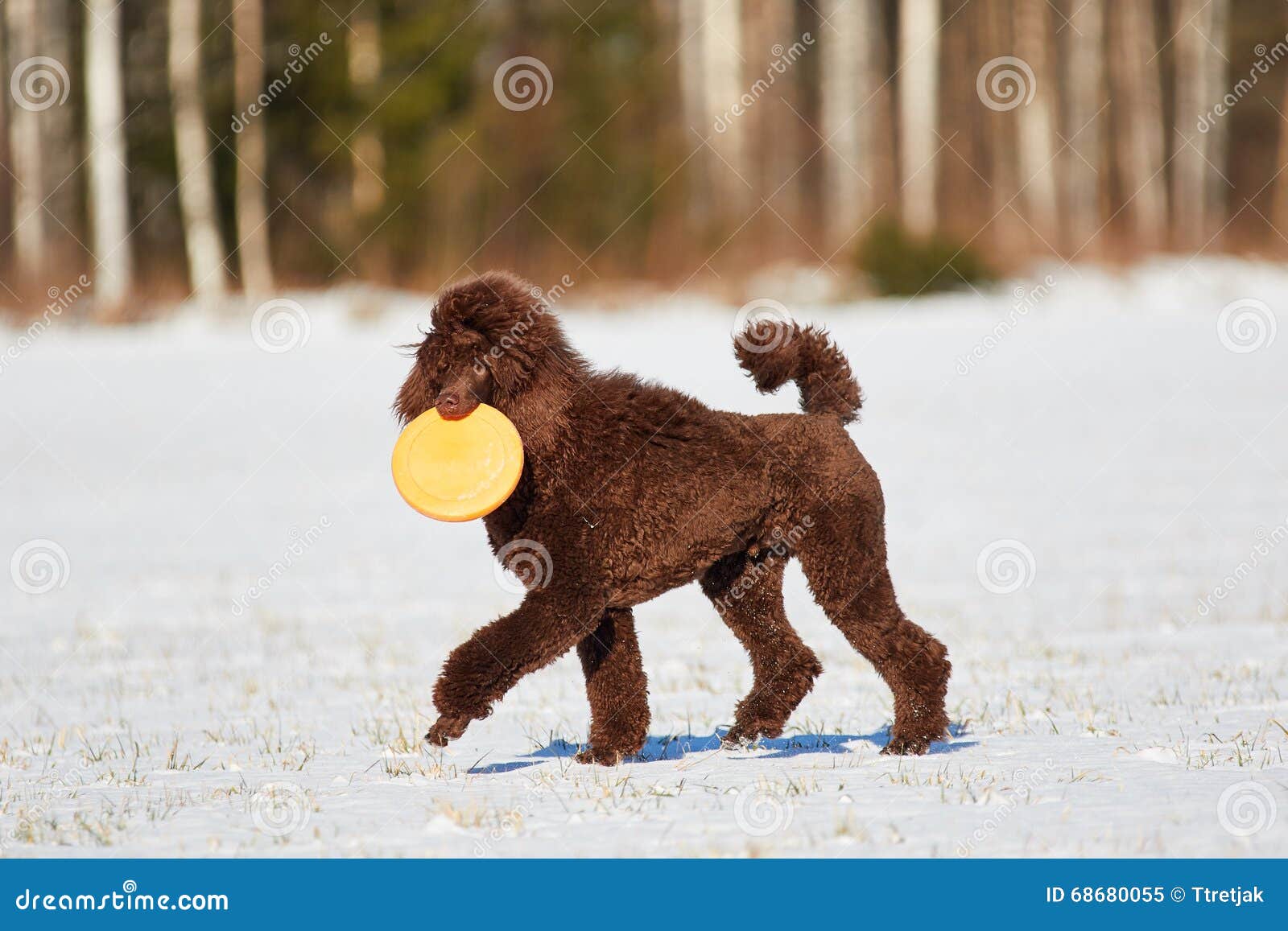 Walking Poodle in the Winter Stock Image Image of activity