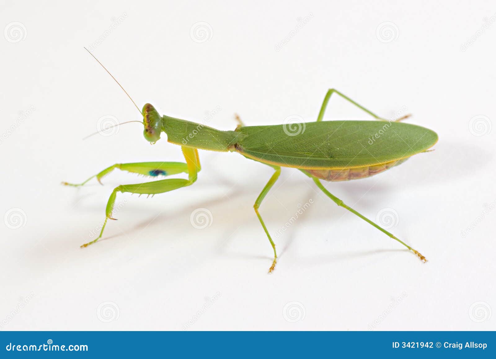 Walking Praying Mantis Stock Photography Image 3421942