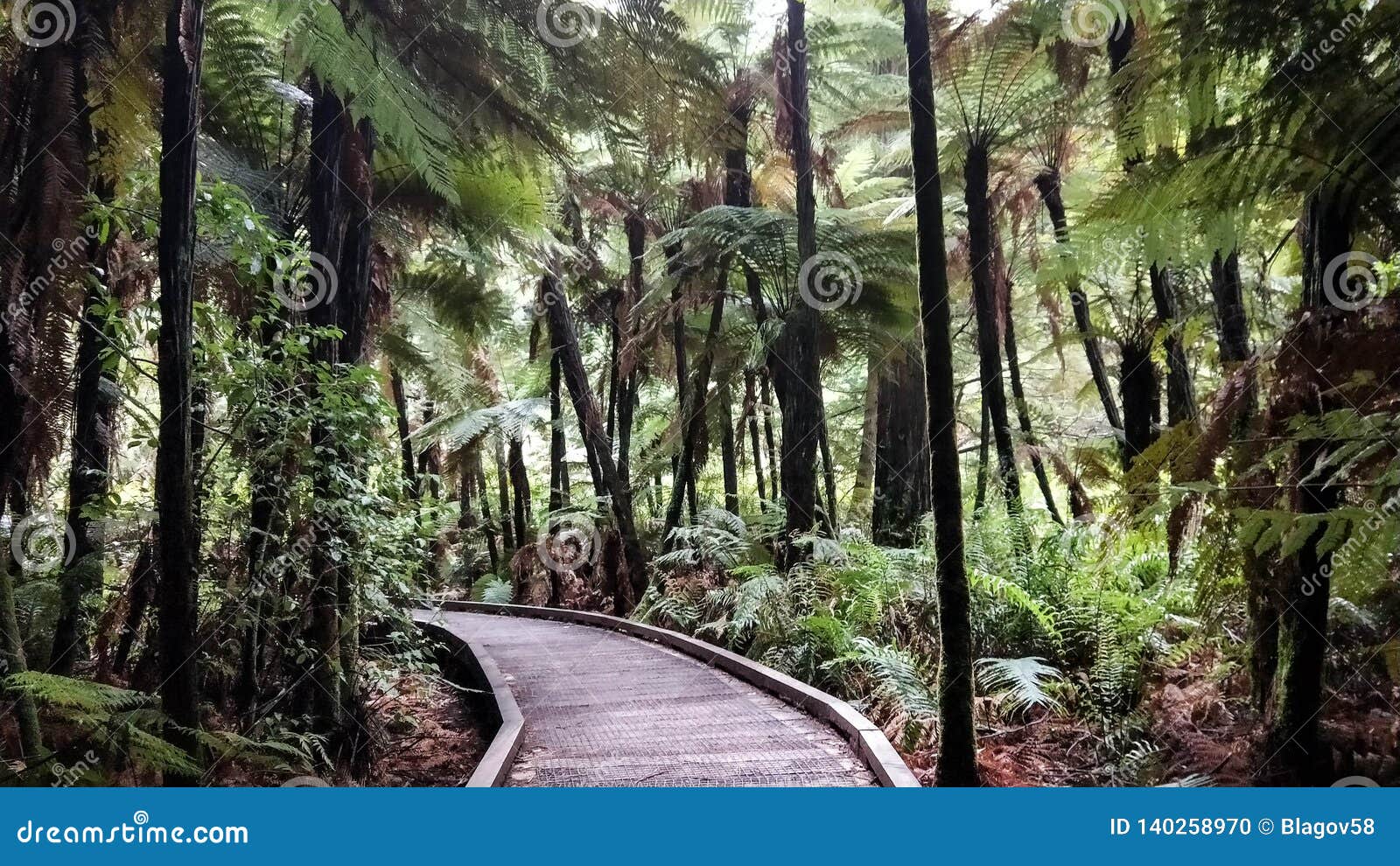 walking in the redwoods. whakarewarewa. rotorua. new zealand