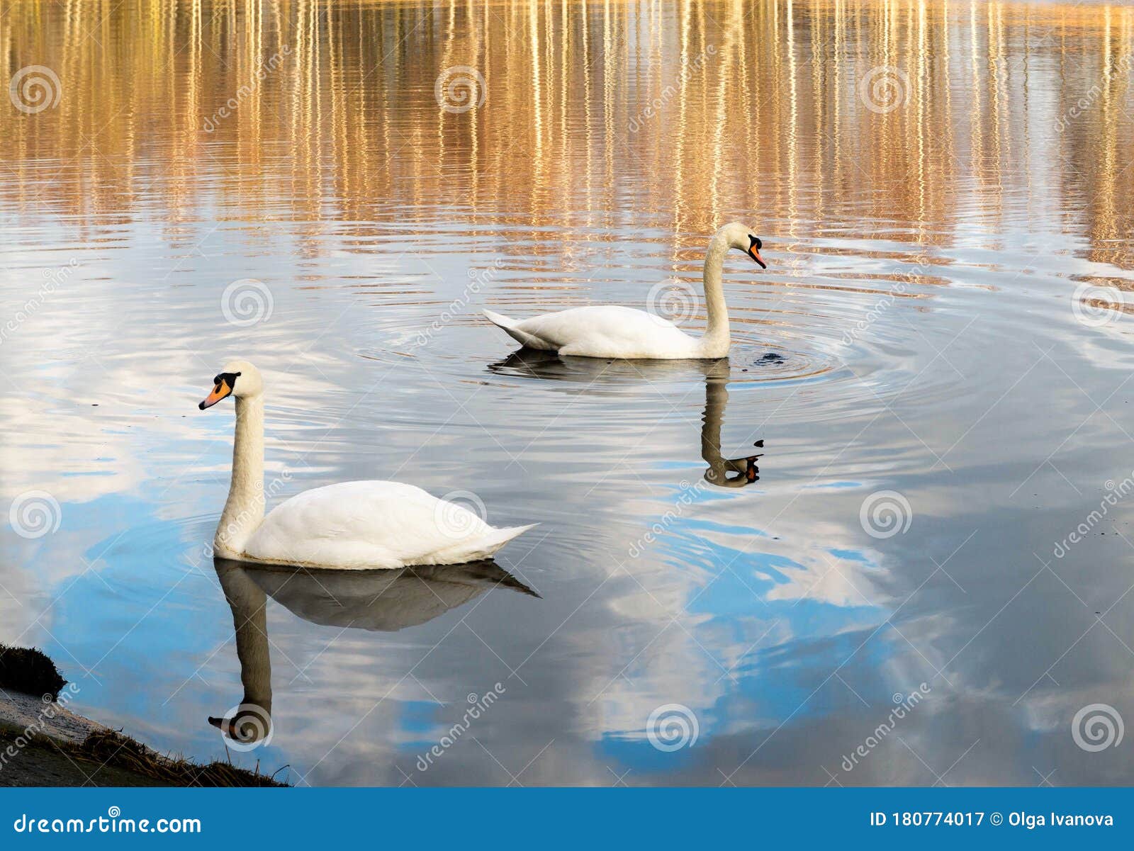 morning with swans in early spring