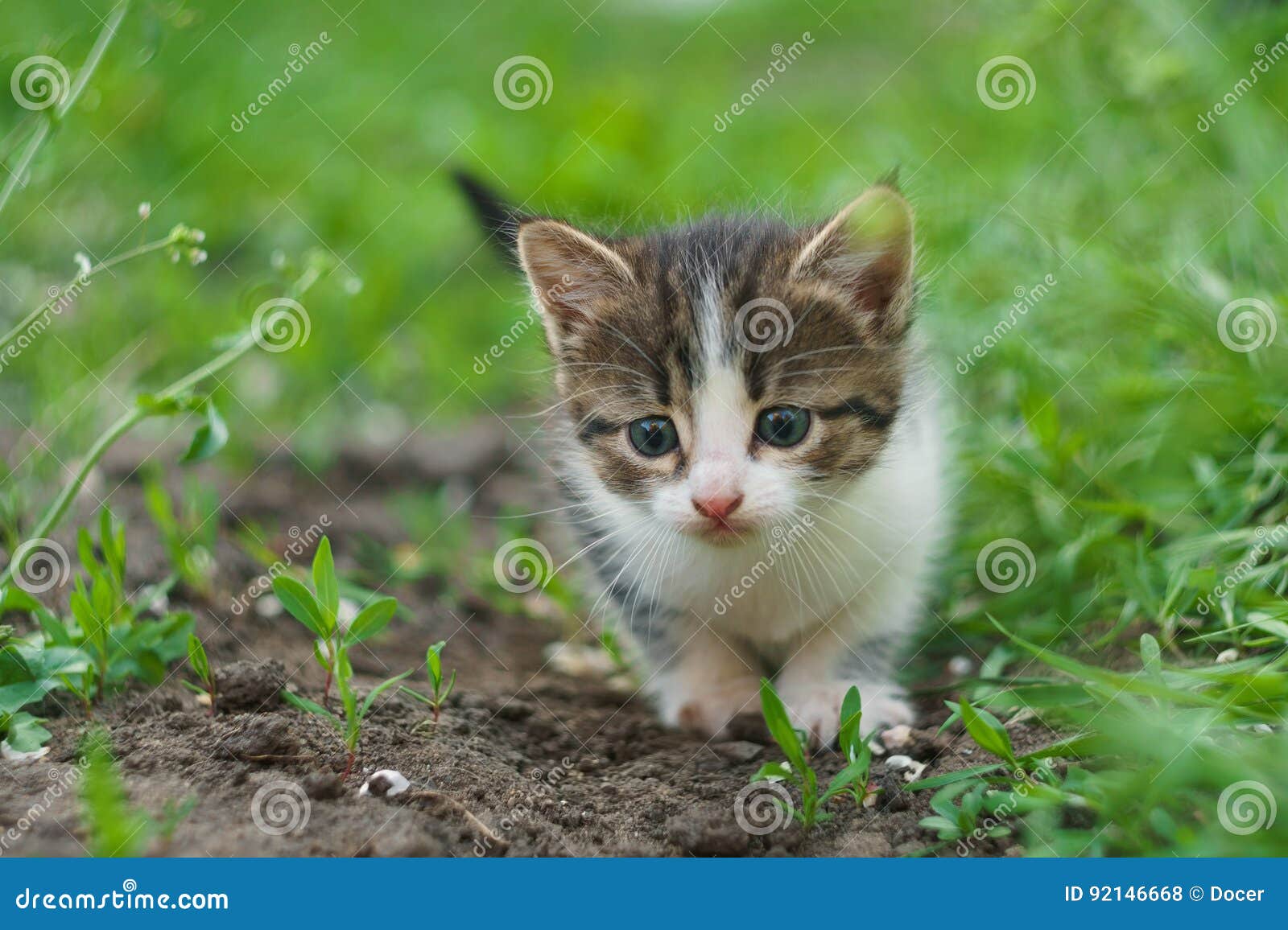 Walking small kitty stock photo. Image of animal, sweet 92146668
