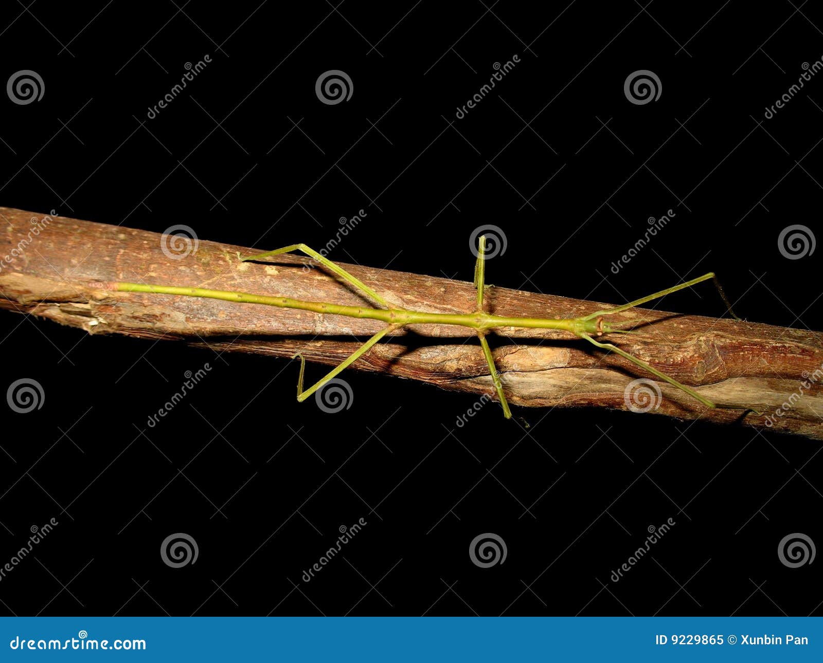 Walking stick stock image. Image of obscure, garden, hainan - 9229865