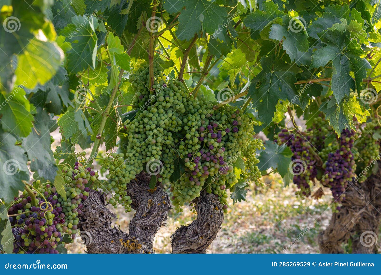 cluster of grapes ripening in the sunset