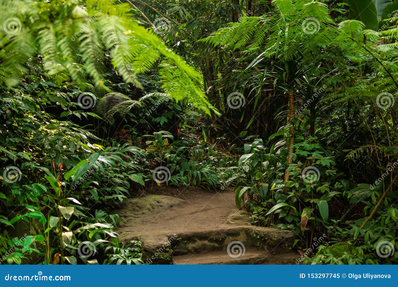 Fotografia Asian rainforest jungle - em