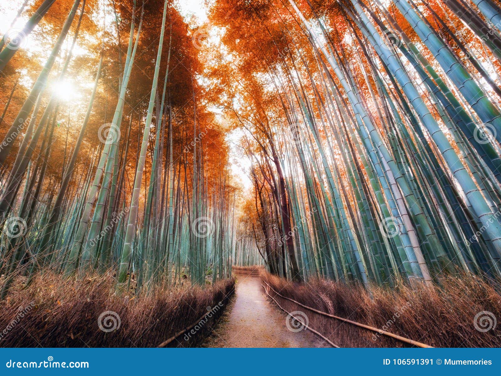 Walkway In Autumn Bamboo Forest Shady With Sunlight At Arashiyama Stock Image Image Of Ecology Culture