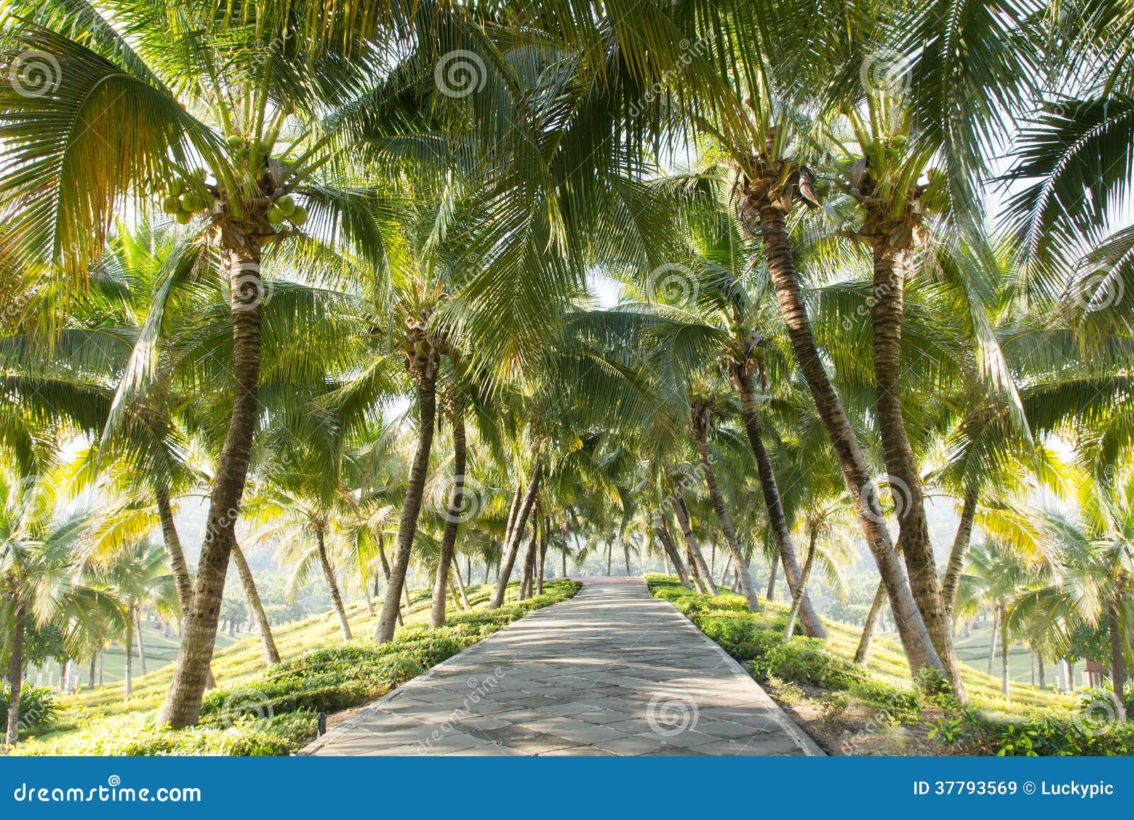 Walkway with Coconut Tree in the Garden Stock Image Image of natural