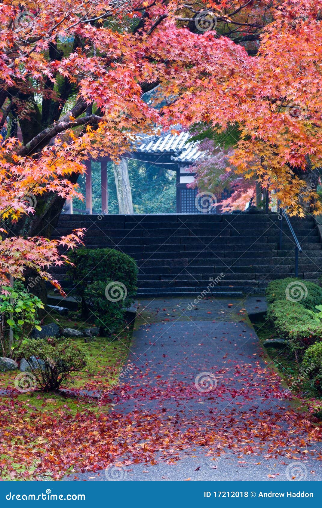 Walkway för falllövverktempel. Färgrik lövverk för höst som inramniner den japanska tempelwalkwayen