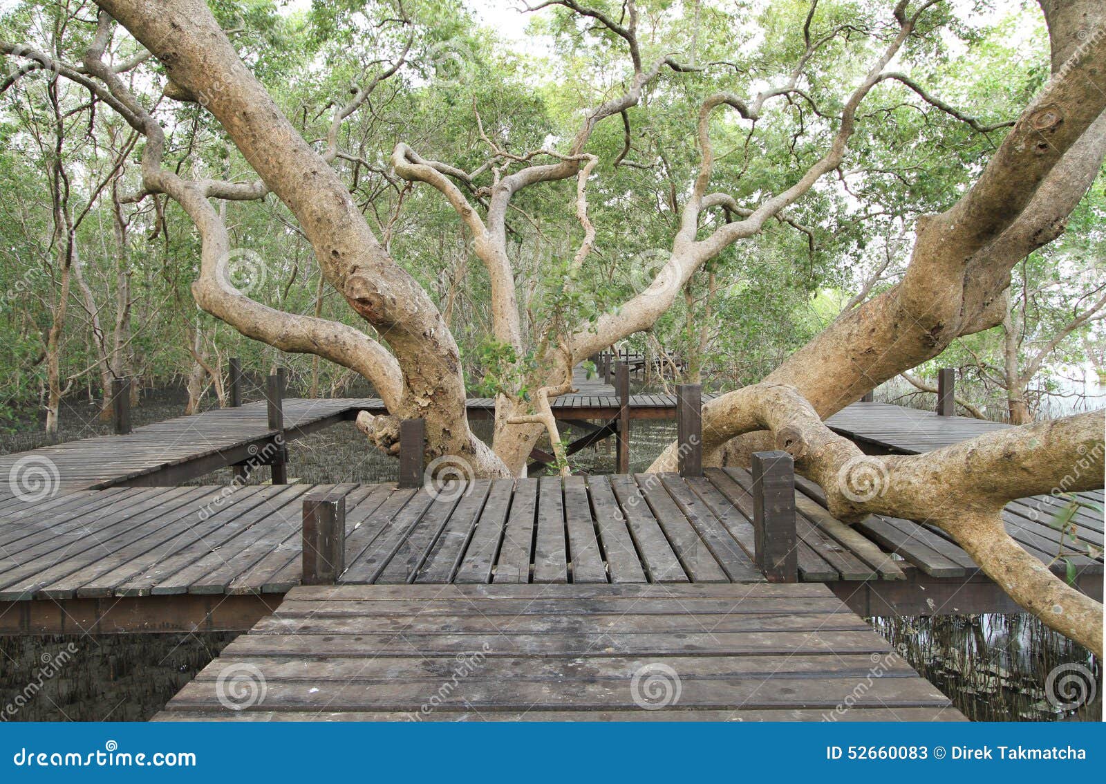 Walkway through Mangroves Forest Stock Image Image of reserve