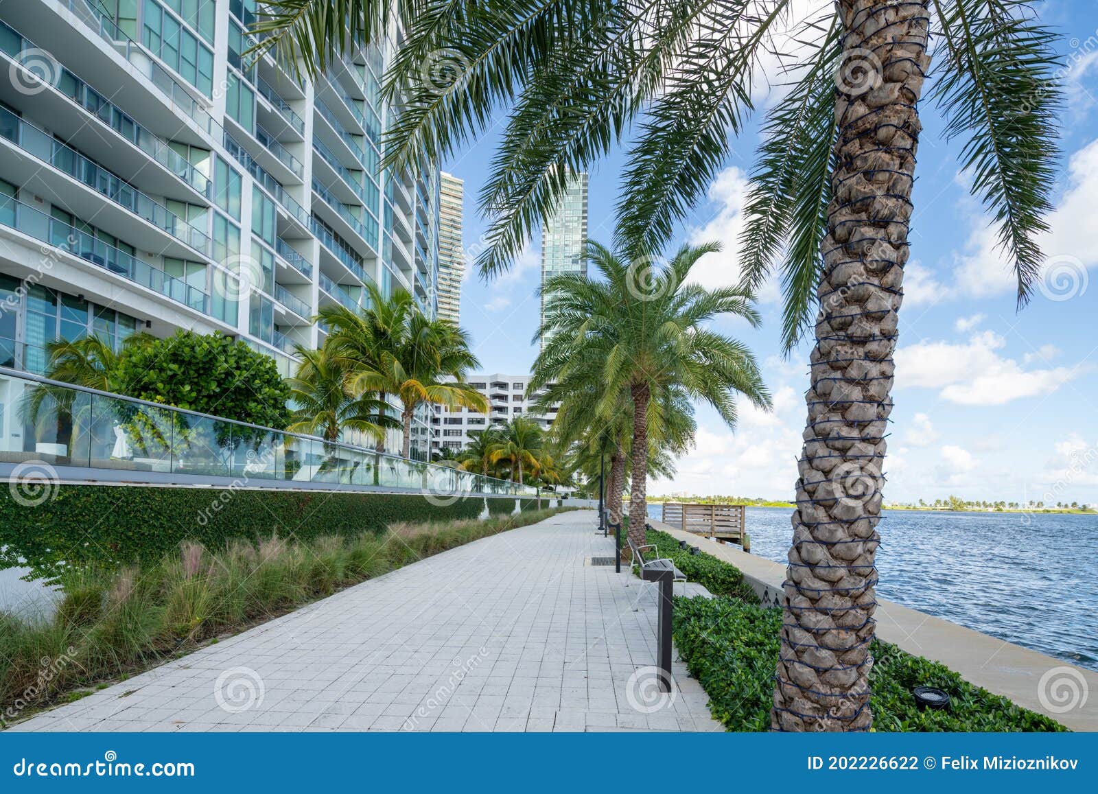 walkway with palm trees by biscayne bay miami fl