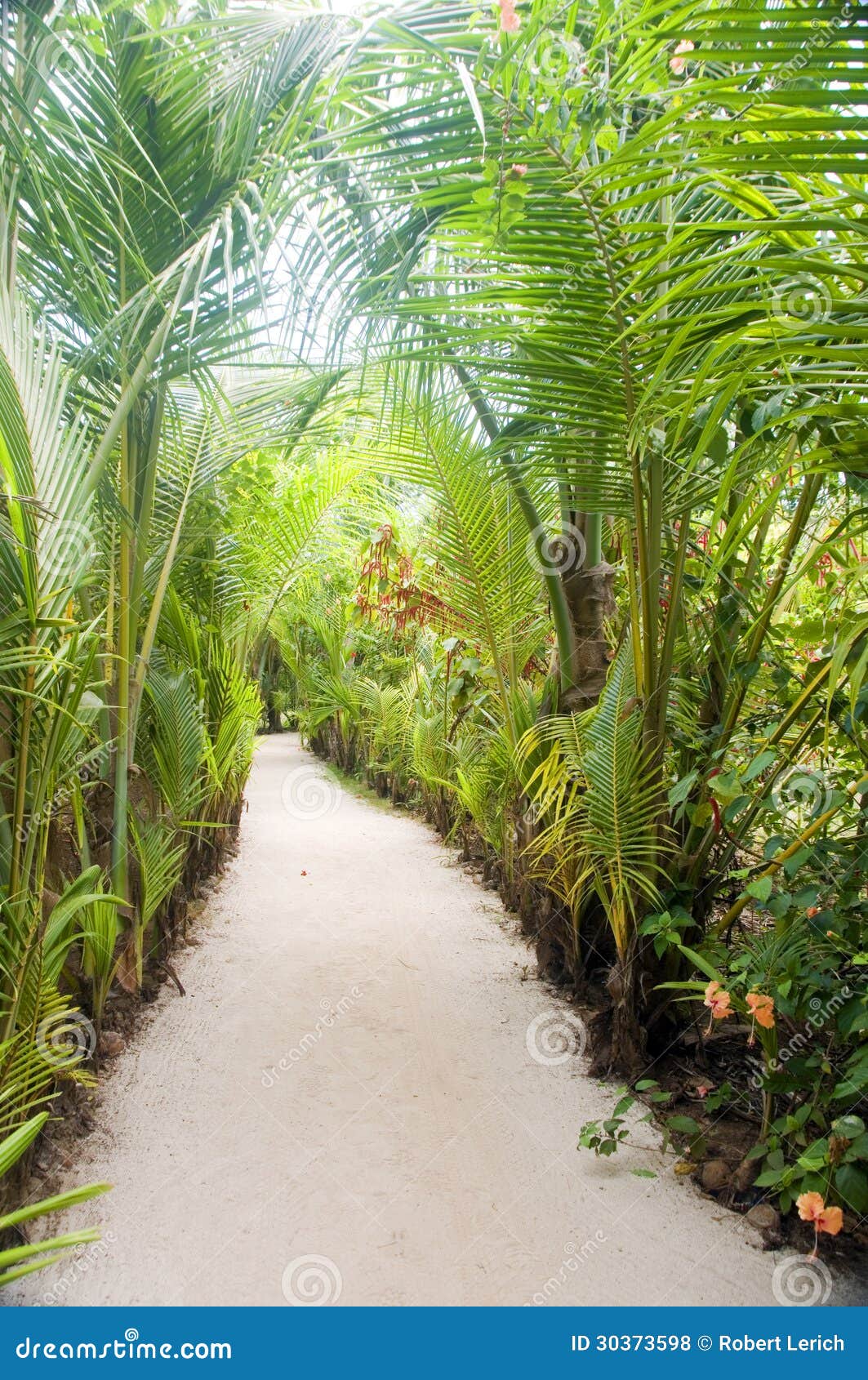 walkway path through tropical jungle to beach resorts little co