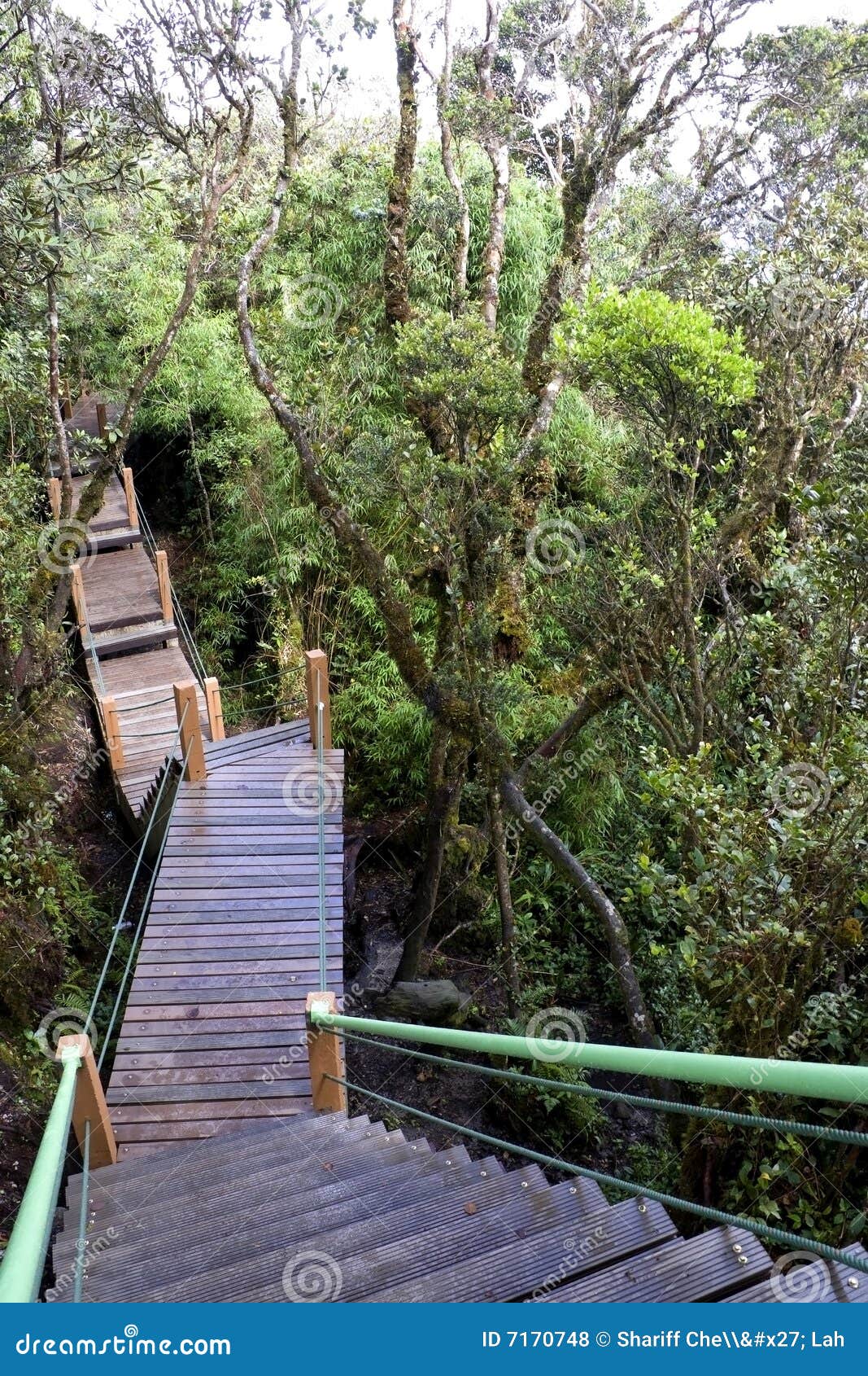 walkway through world's oldest mossy forest