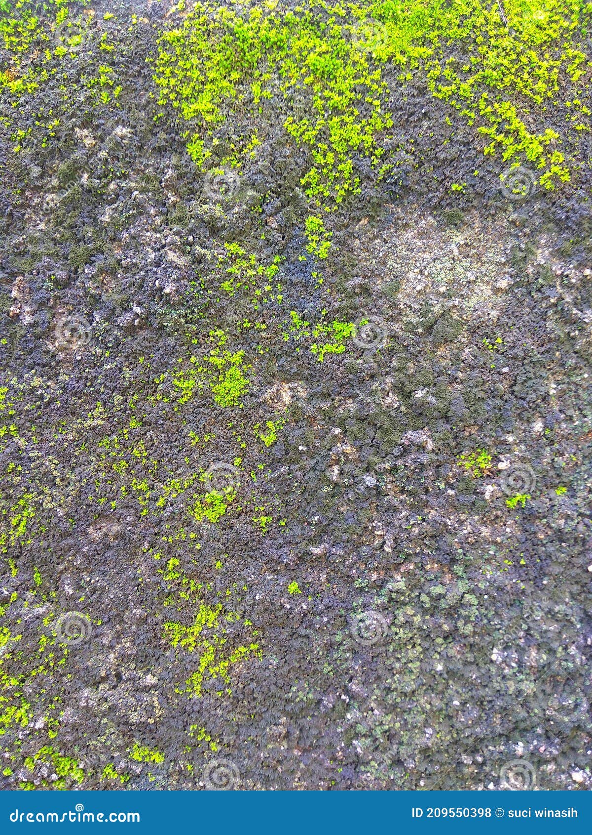 Wall Background Editorial Wallpaper Stock Photo Image of green, grass