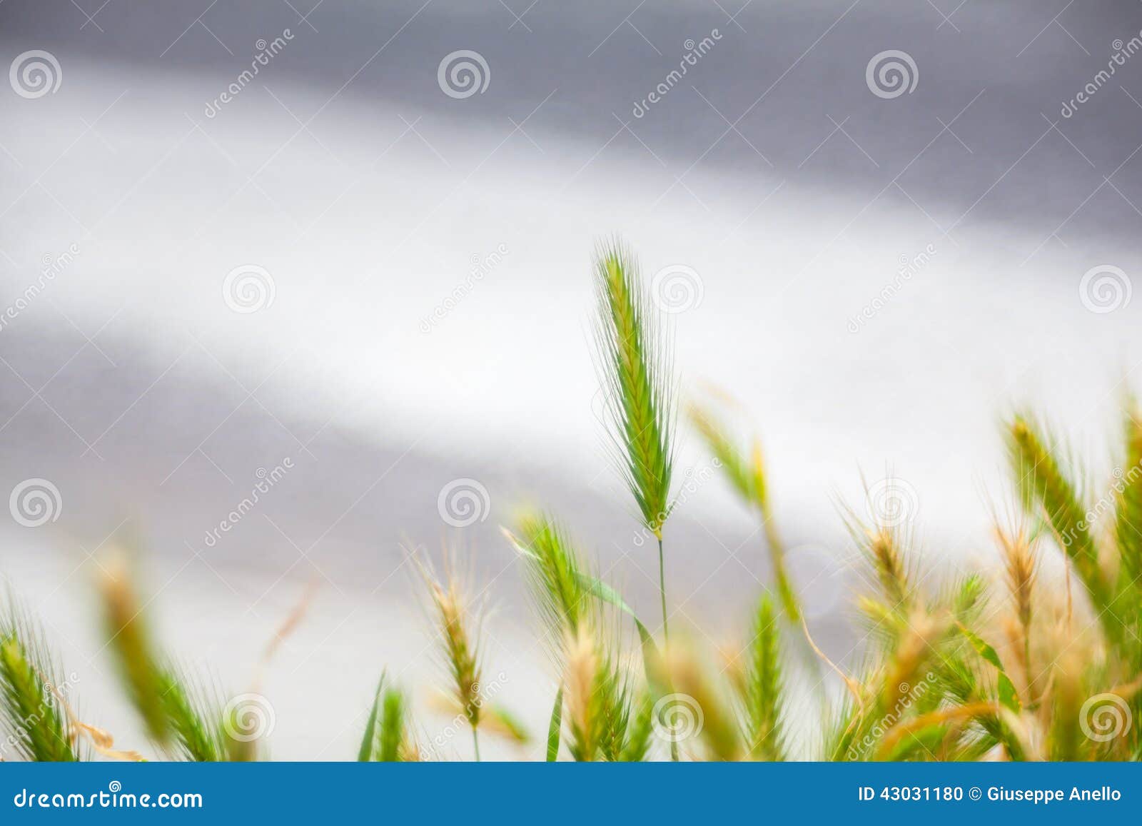 Wall barley stock photo. Image of flowerbed, barley, wall 43031180