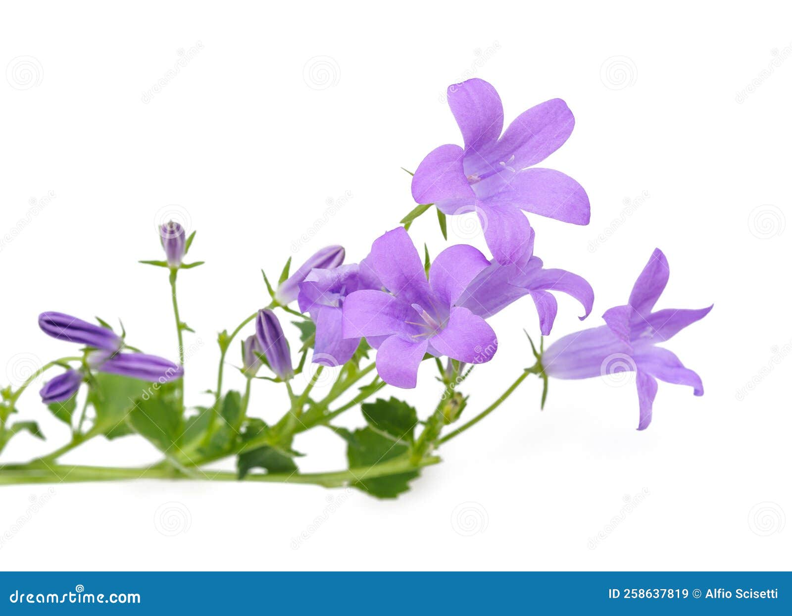 Wall bellflower stock image. Image of flower, stem, campanula 258637819