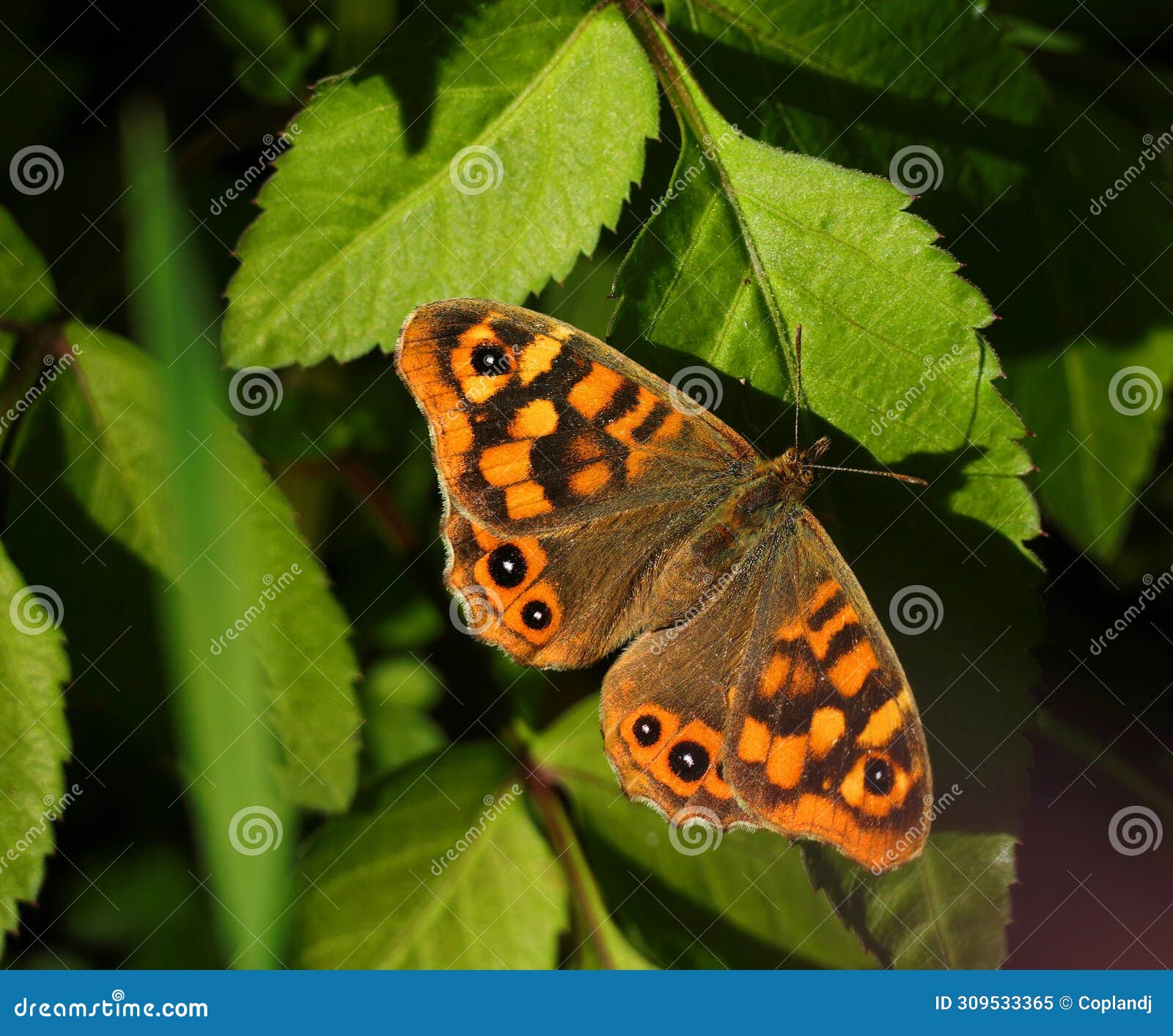 wall brown butterfly, lasiommata megera.