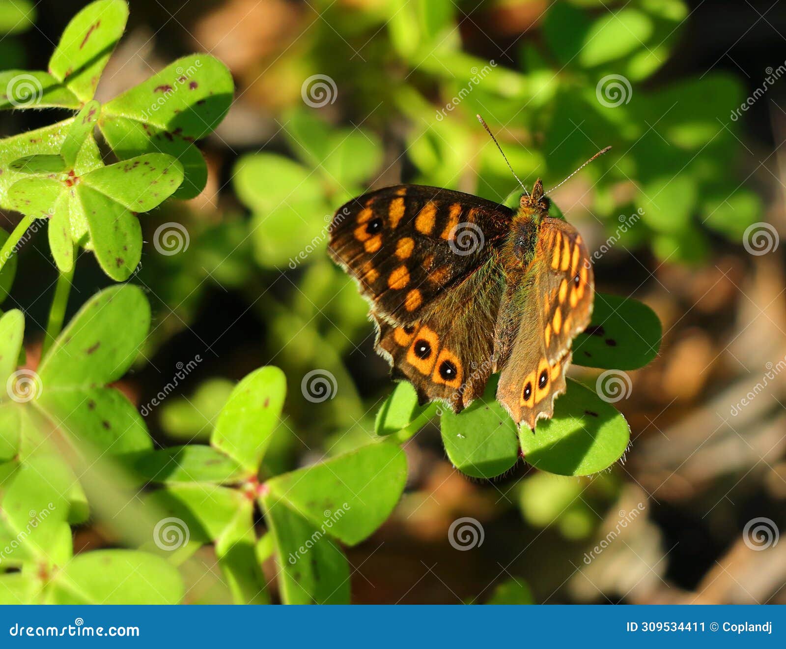 wall brown butterfly, lasiommata megera.