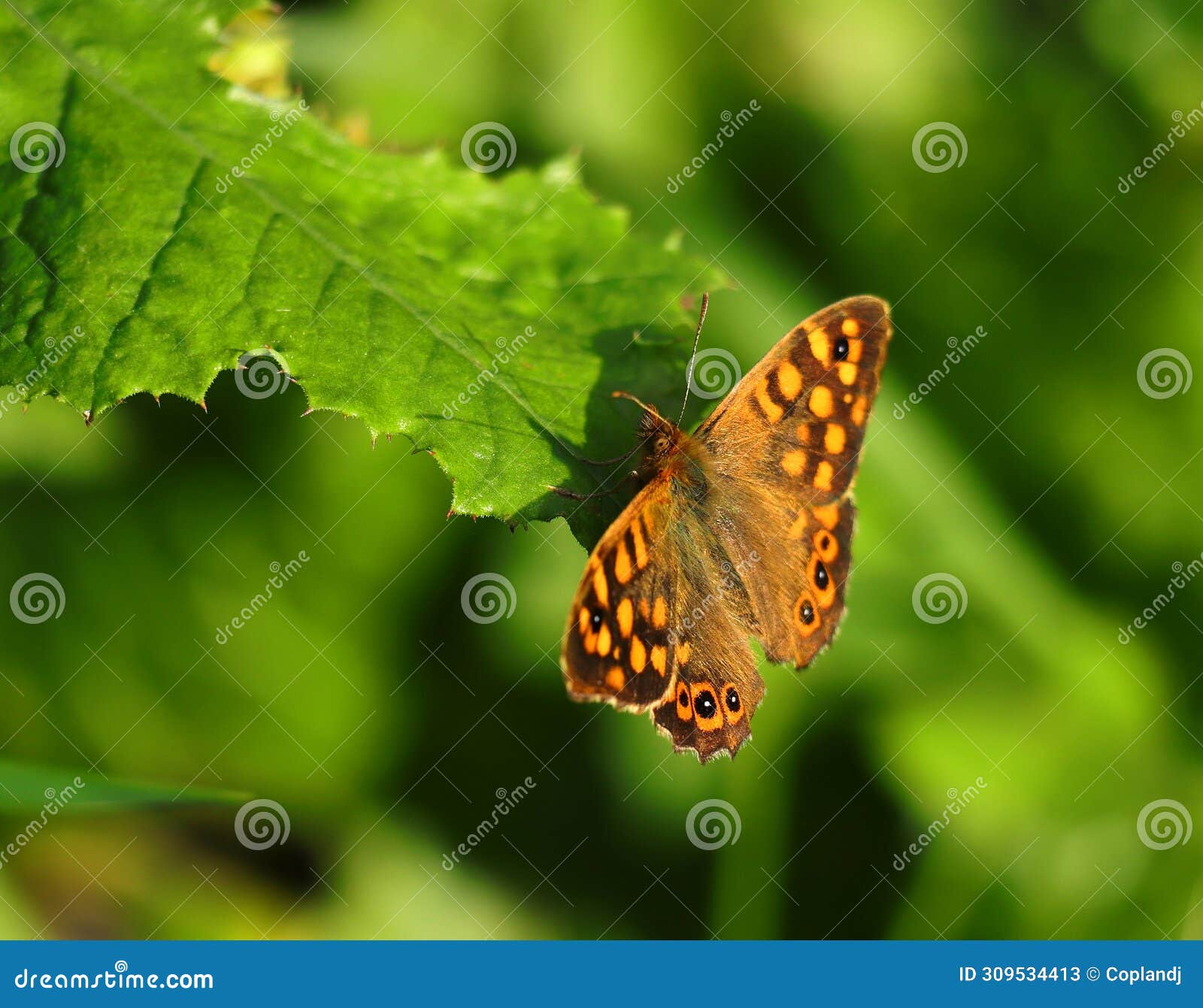 wall brown butterfly, lasiommata megera.