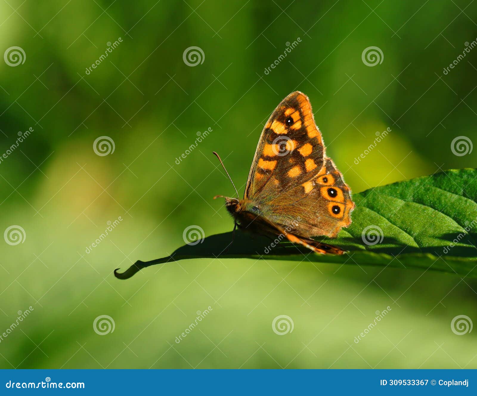 wall brown butterfly, lasiommata megera.