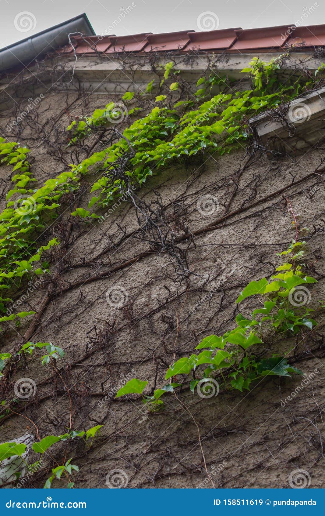 Wall of the Building with Climbing Greenery Stock Image Image of