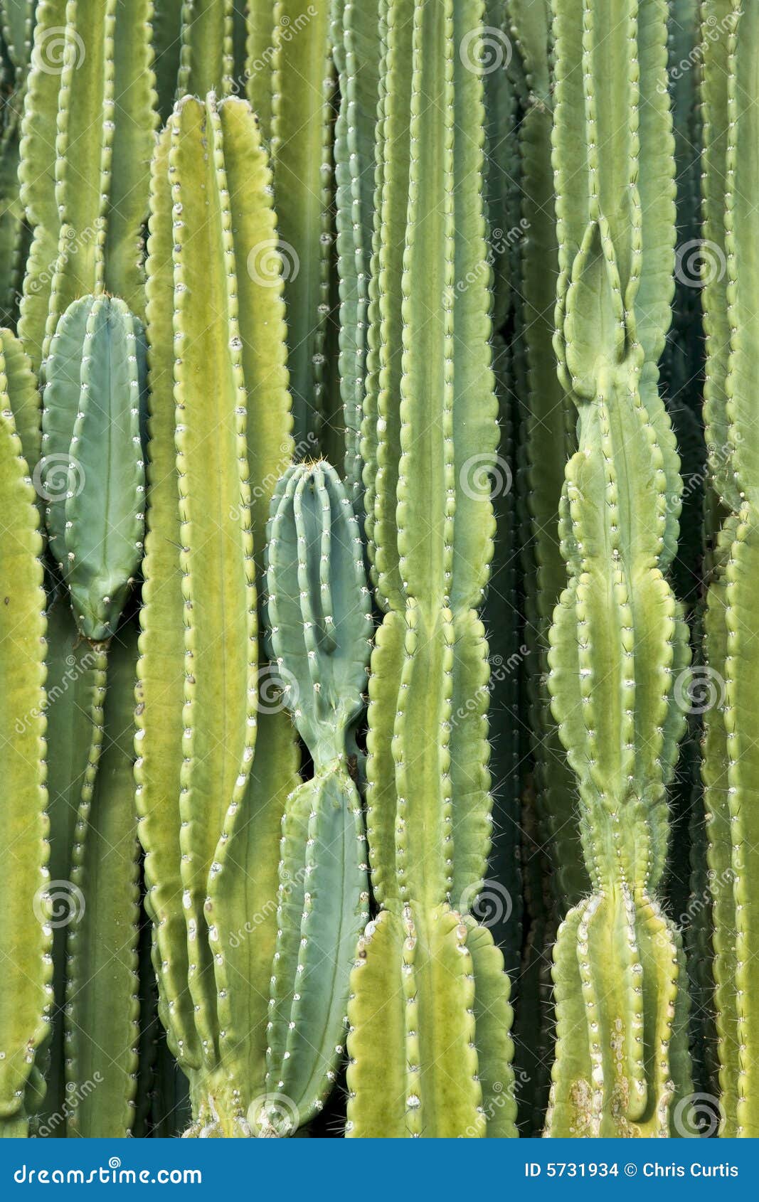 wall of cactus