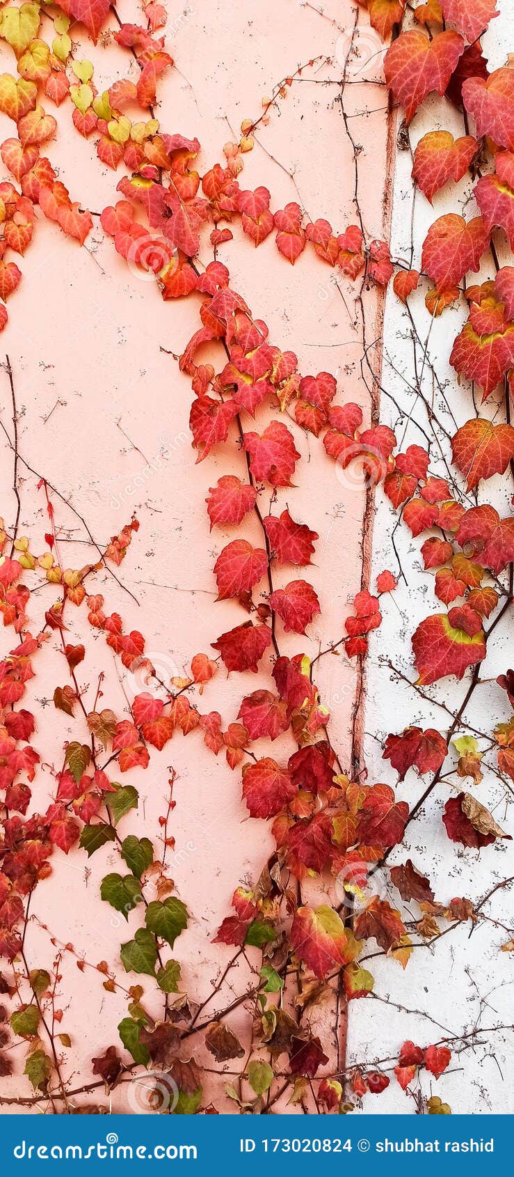 Wall Climbers at Their Best in Autumn Season Stock Photo Image of