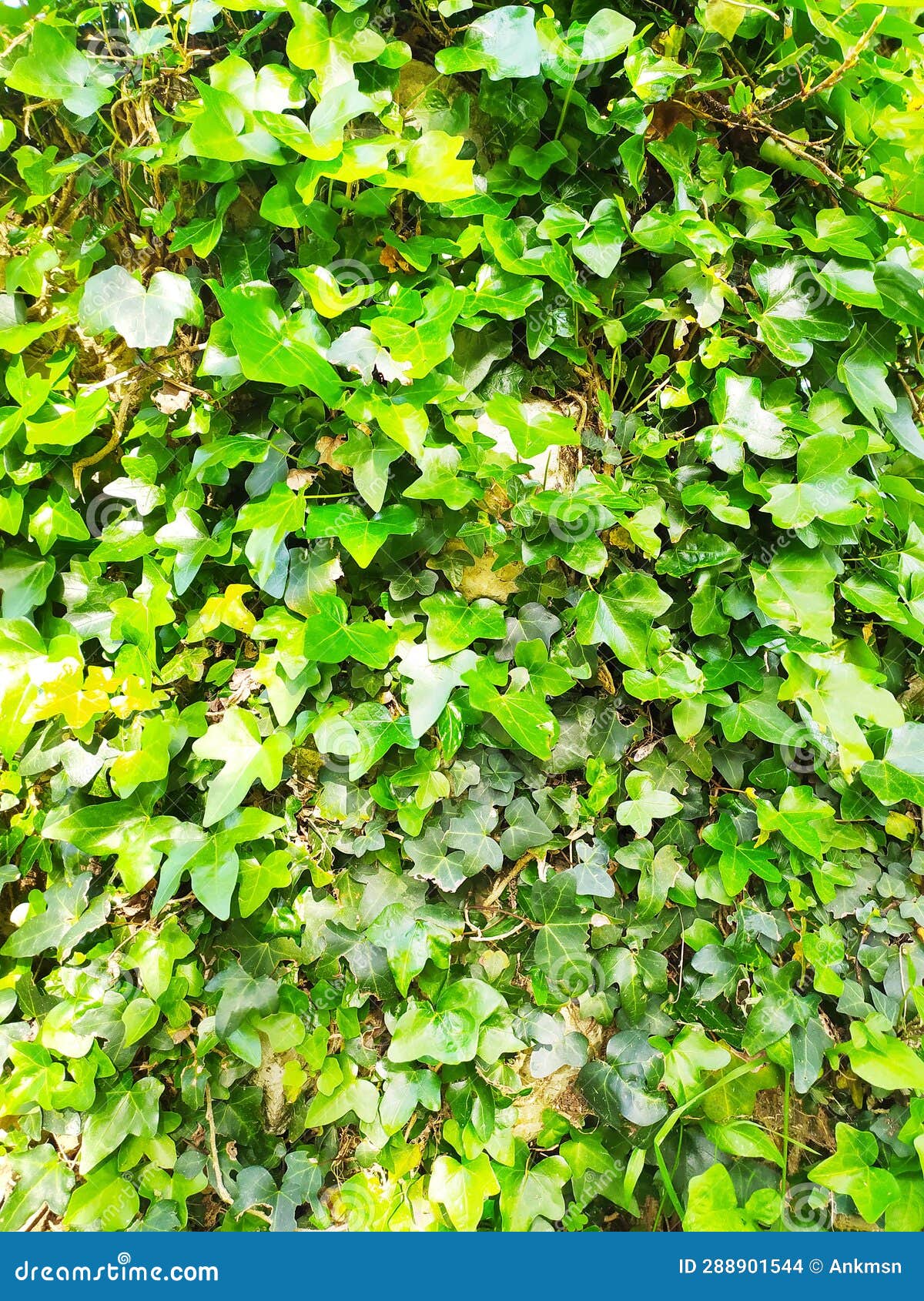 Wall of Climbing Plants. Foliage Texture, Greenery, Spring Time Stock