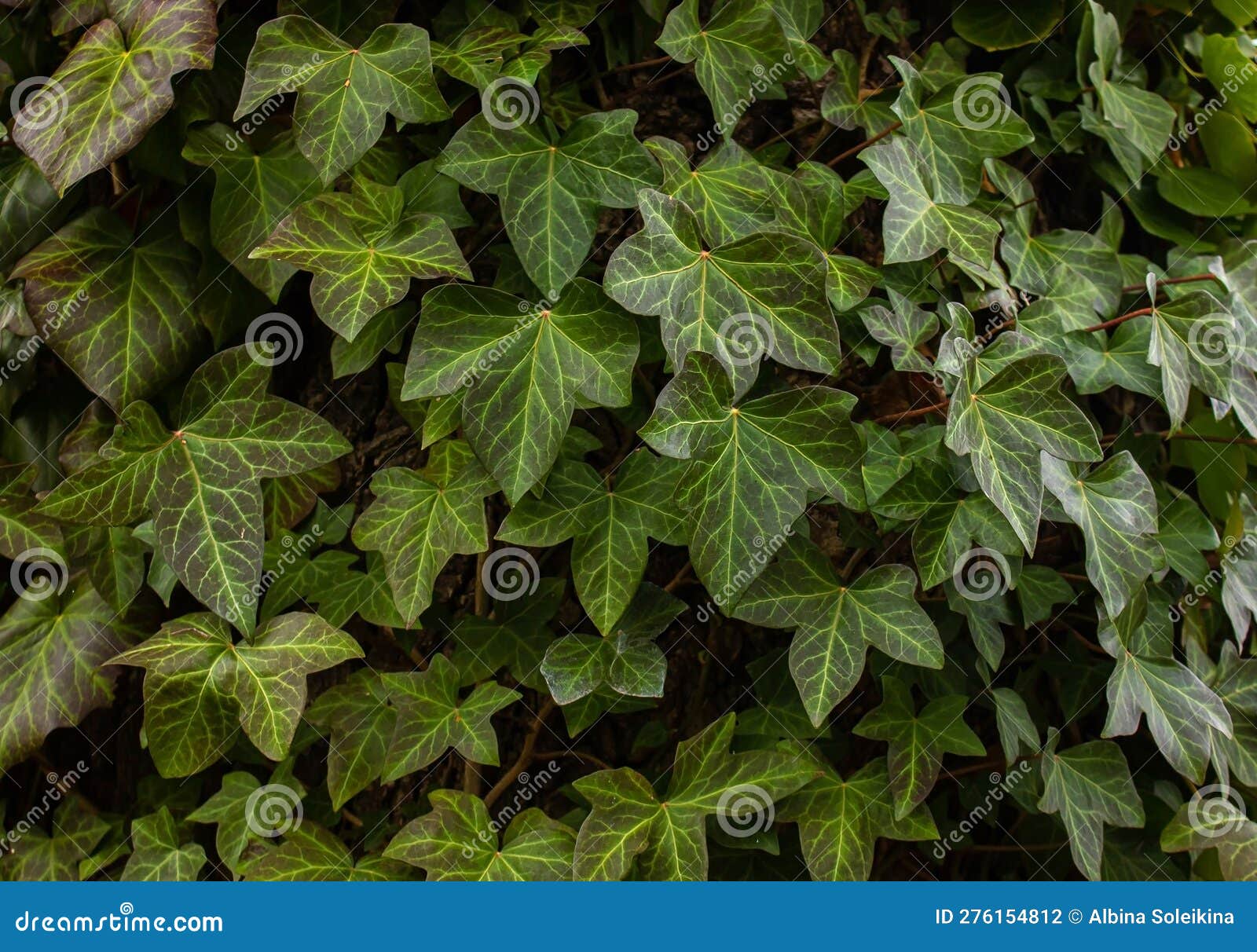 A Wall of Common Ivy. Also Known As European Ivy, English Ivy or Ivy ...