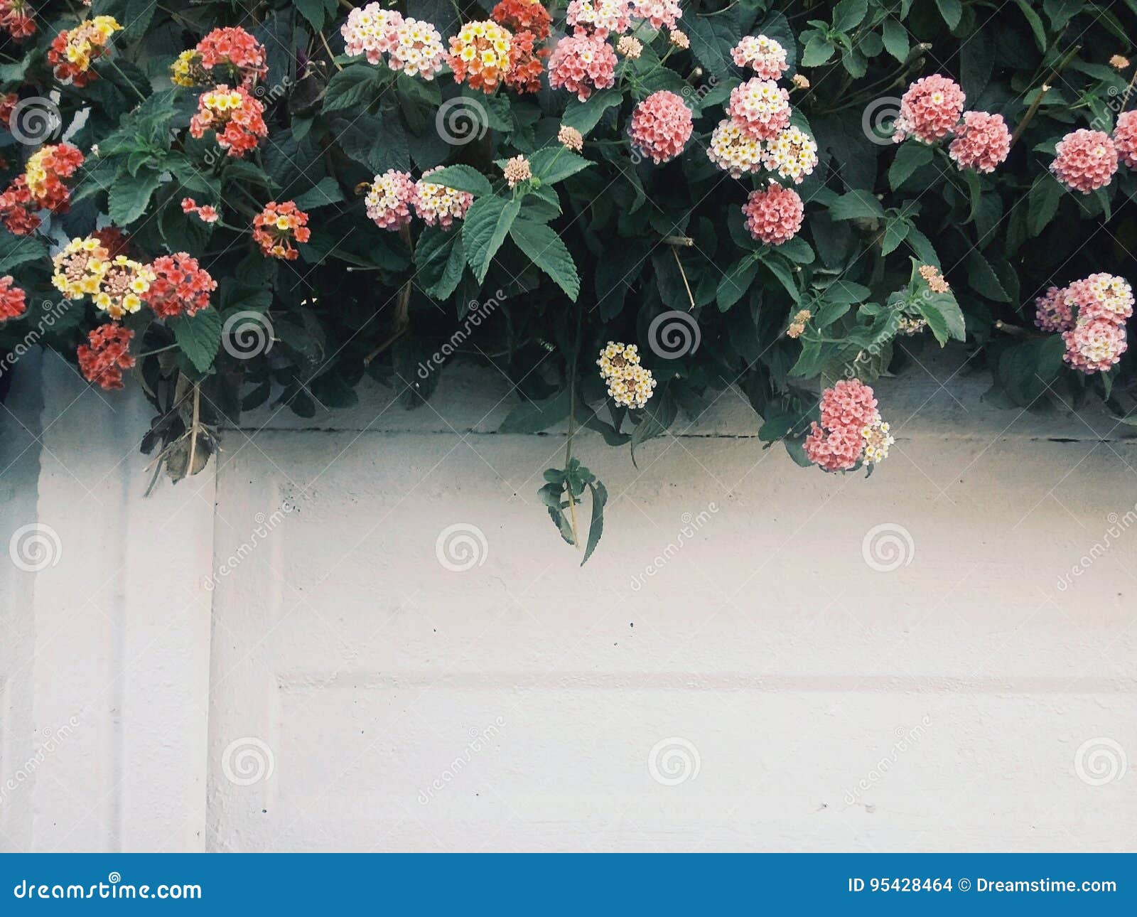 1 Wall with Flowering Hedge Stock Photo Image of wall, flowers 95428464