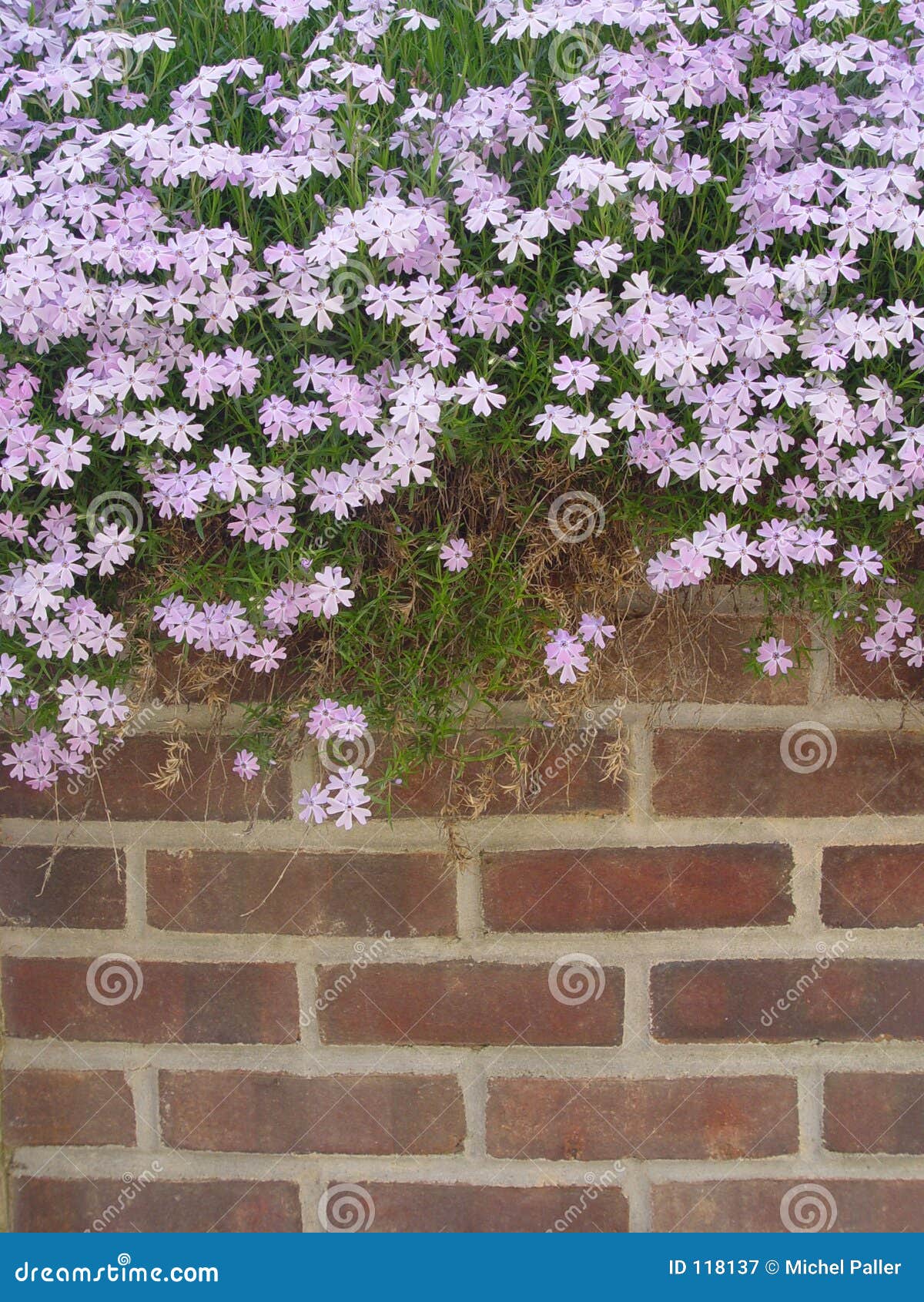 Wall Flowers stock image. Image of soft, brick, garden 118137