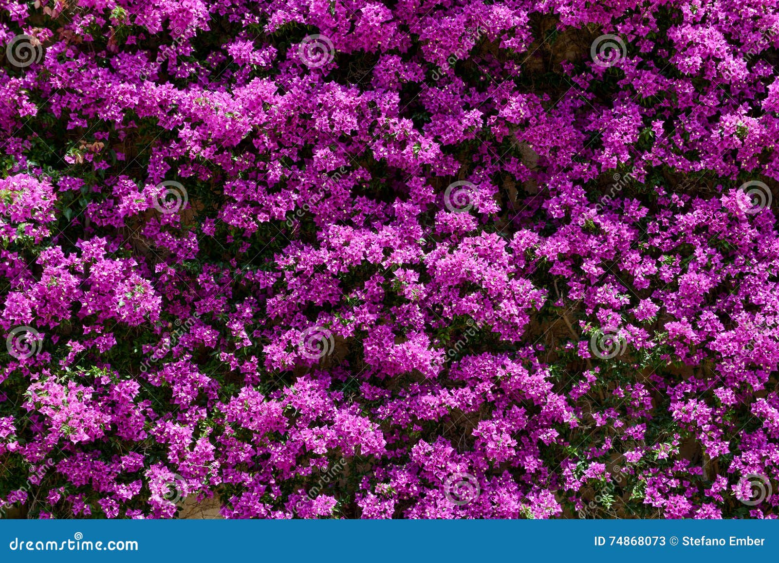 Wall of flowers stock image. Image of leaf, house, exterior 74868073