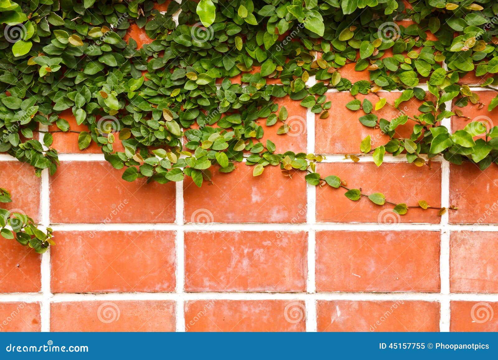 The wall stock image. Image of plant, backgrounds, flora 45157755