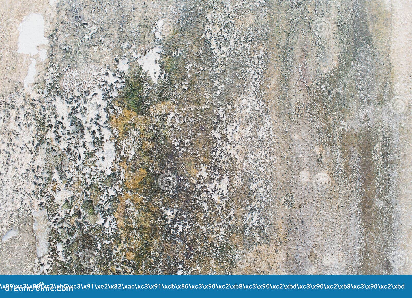 Wall with Green Mold and Dirt on the Surface. Stock Photo Image of