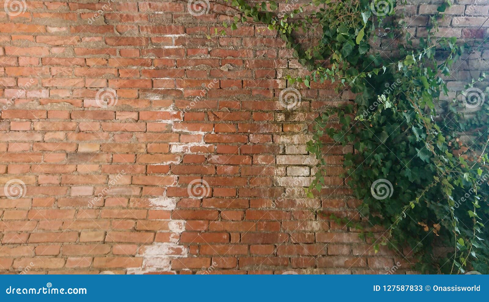 Wall Background with Plants Stock Image - Image of wall, green: 127587833
