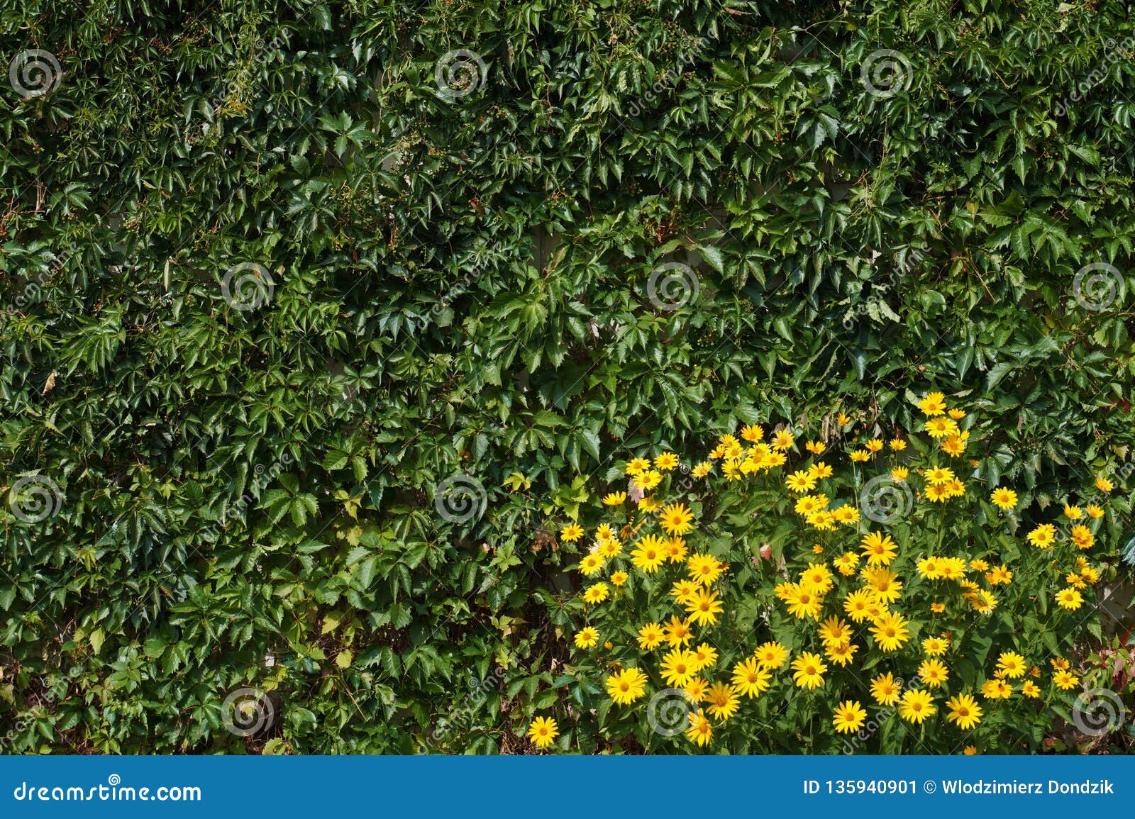 Wall with Leaves and Flowers. Virginia Creeper and Yellow Flowers Stock