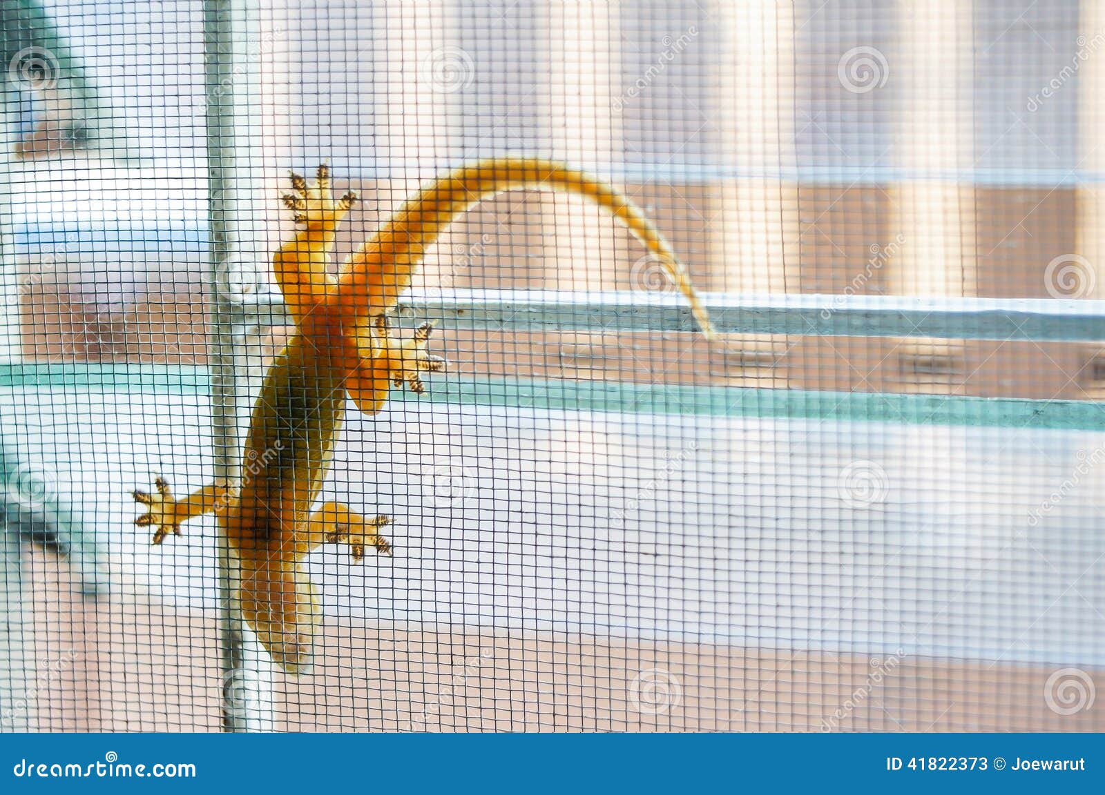 Wall lizard stock image. Image of climbing, background 41822373