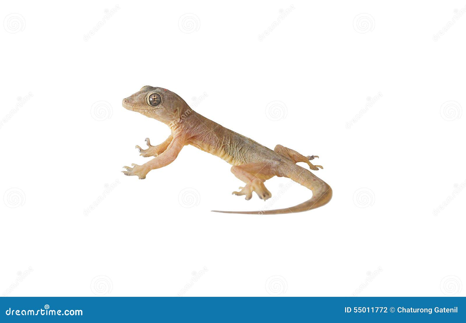 Walllizard stock photo. Image of house, tropical, skin 55011772