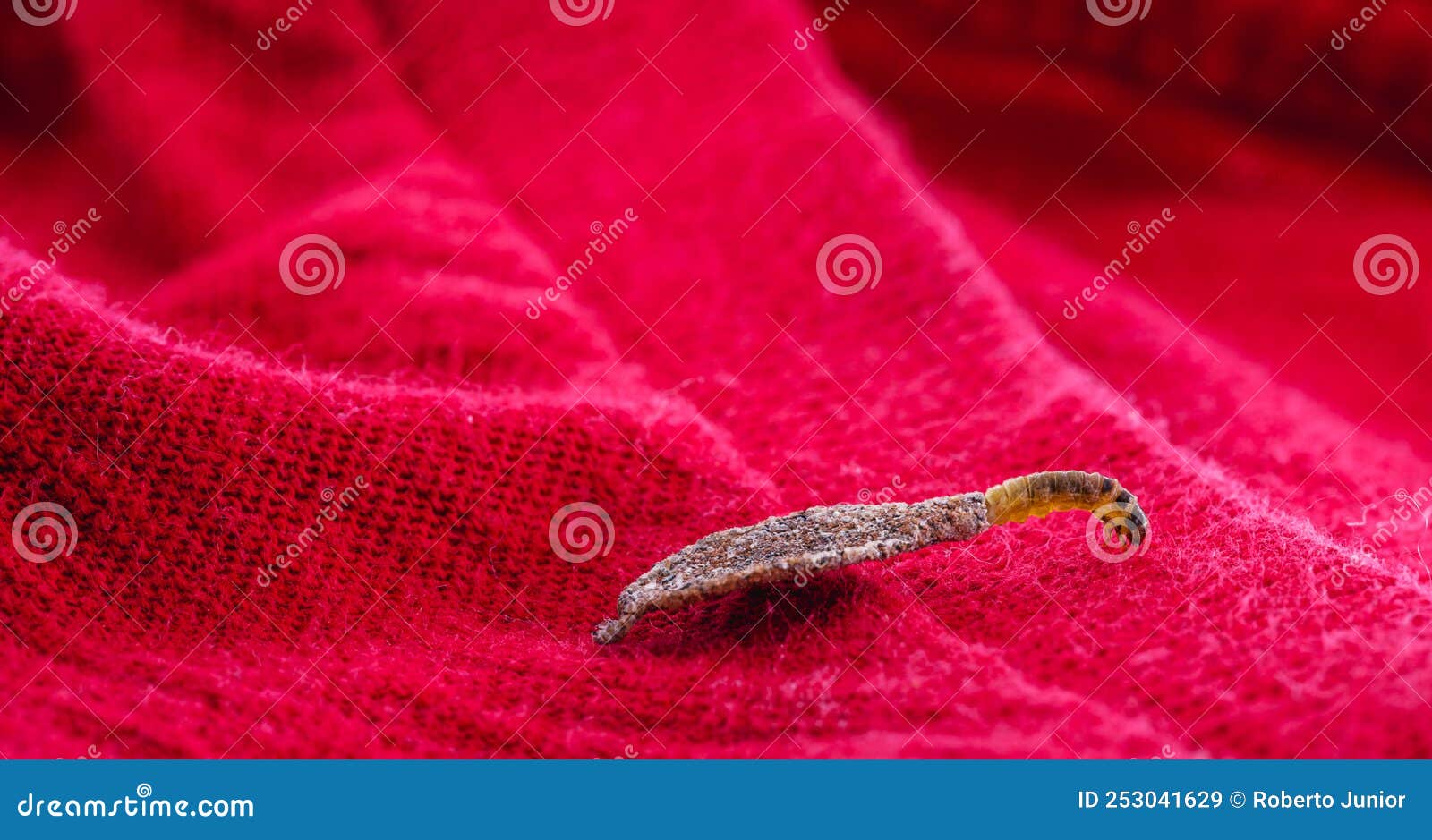 Wall Moth Larvae, or Clothing Moths, Feed on Fur, Wool, Dead Skin ...