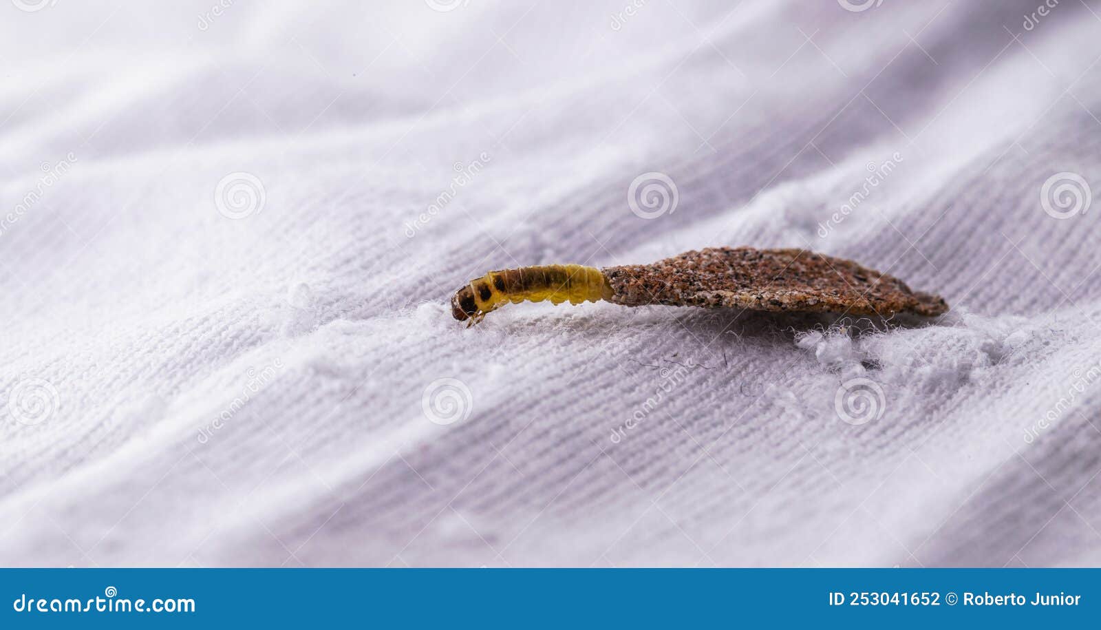 Wall Moth Larvae, or Clothing Moths, Feed on Fur, Wool, Dead Skin ...
