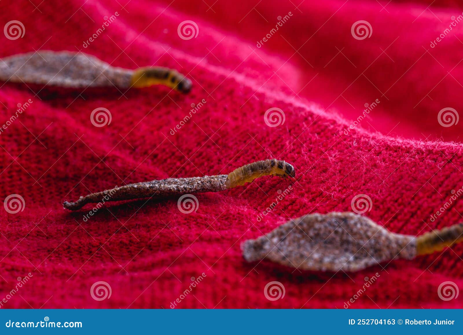 Wall Moth Larvae, or Clothing Moths, Feed on Fur, Wool, Dead Skin ...