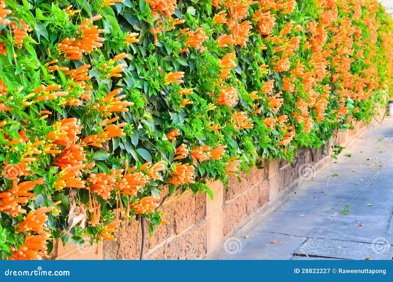 Wall of Orange Trumpet Flower Stock Image Image of roof, growth 28822227