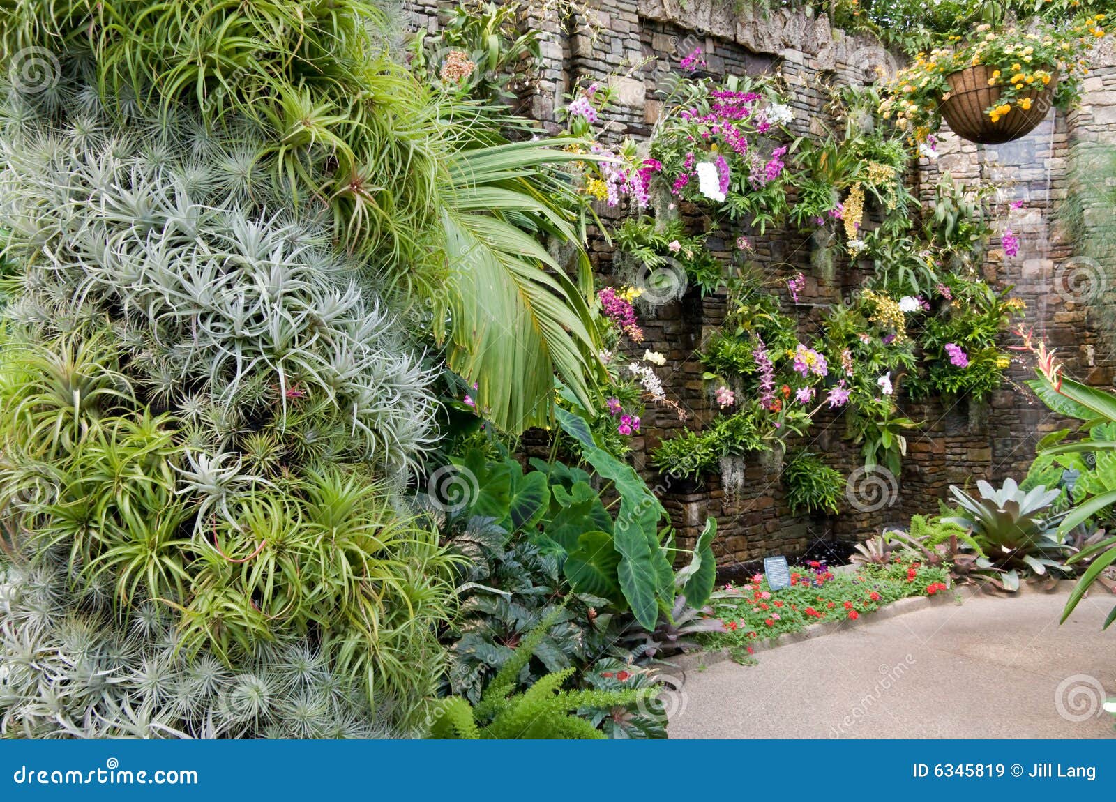 Wall of Orchids stock image. Image of gardens, horticulture 6345819
