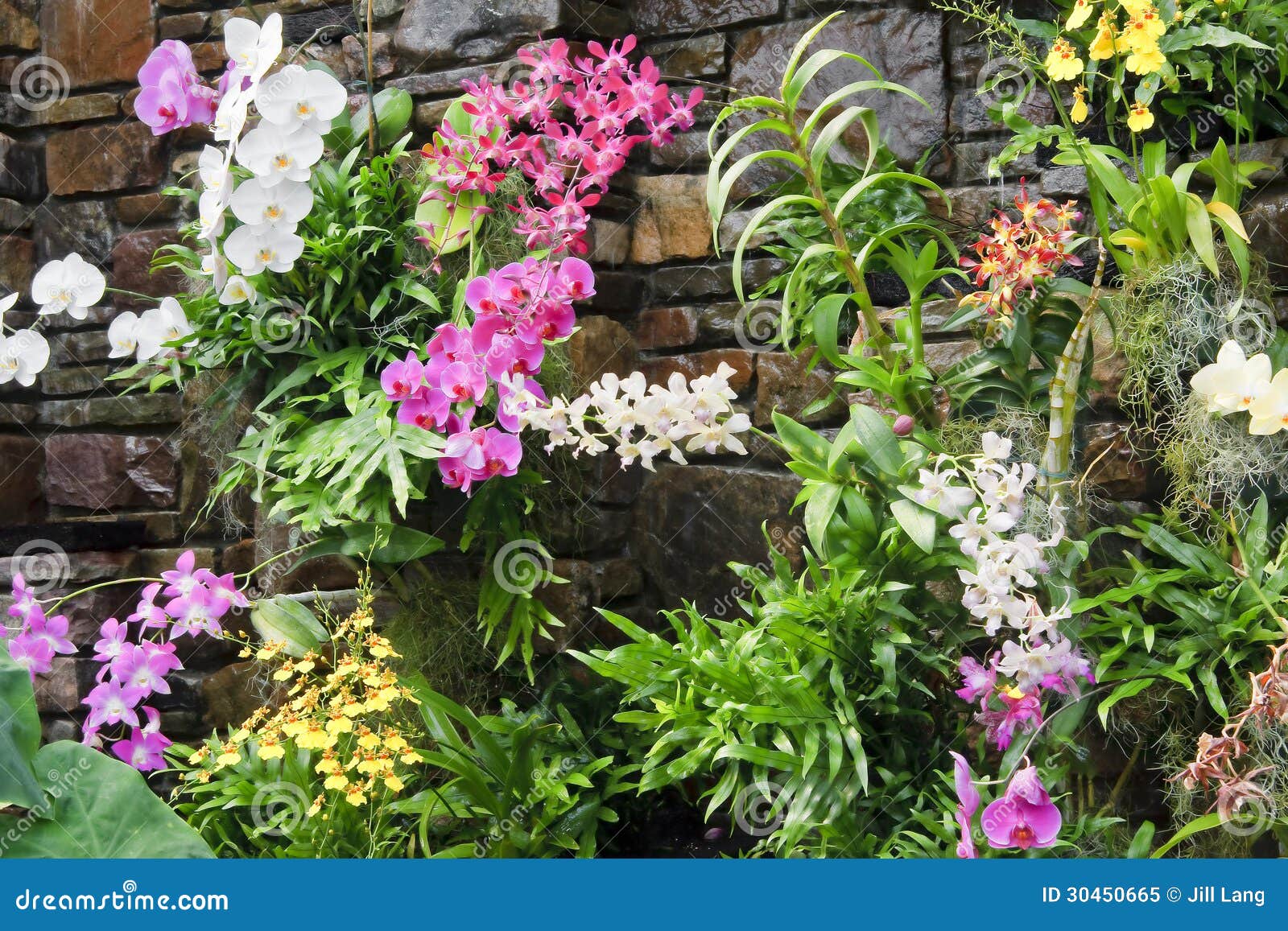 Wall of Orchids stock image. Image of plants, gardening 30450665