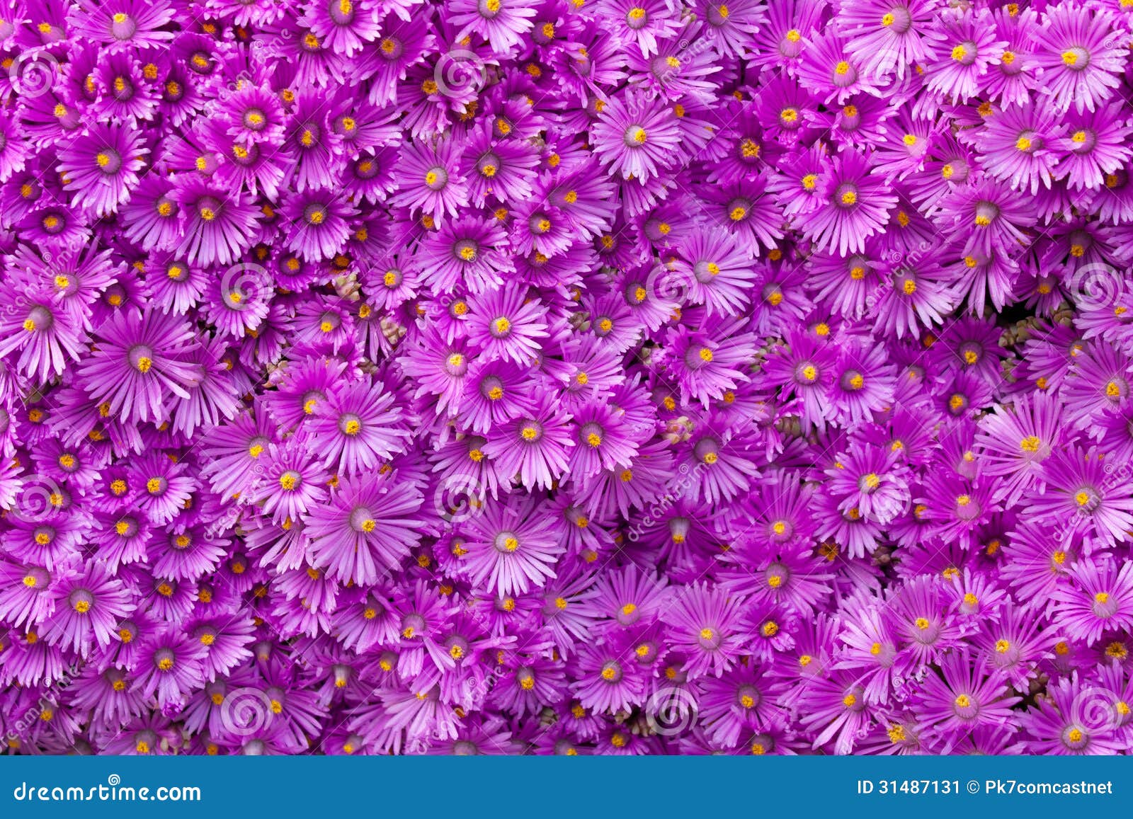 Wall of Purple Flowers stock image. Image of group, purple 31487131